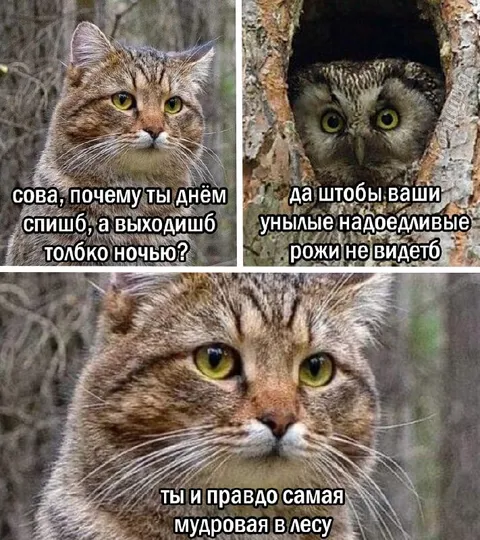 Мудрая сова о людях