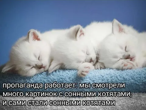 Пропаганда сонных котят