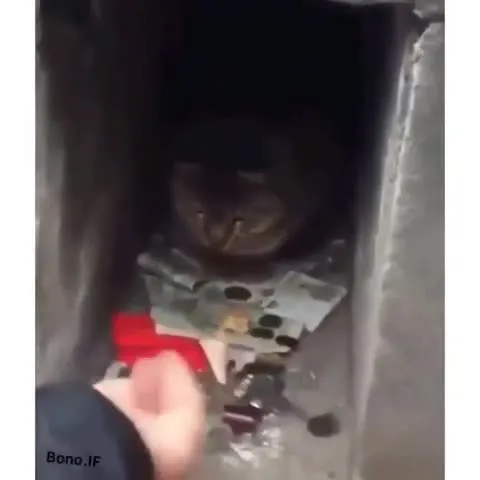 Cat Guards Its Donation Box
