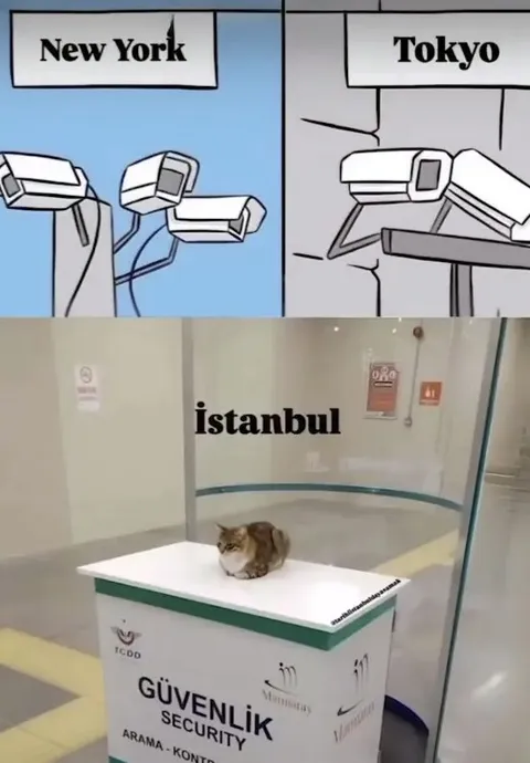 İstanbul güvenlik kamerası kedisi