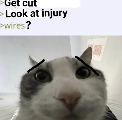 Cat Shows Its Injury