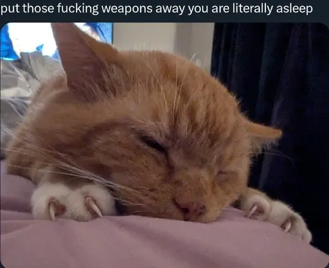 Sleepy Cat With Weapons