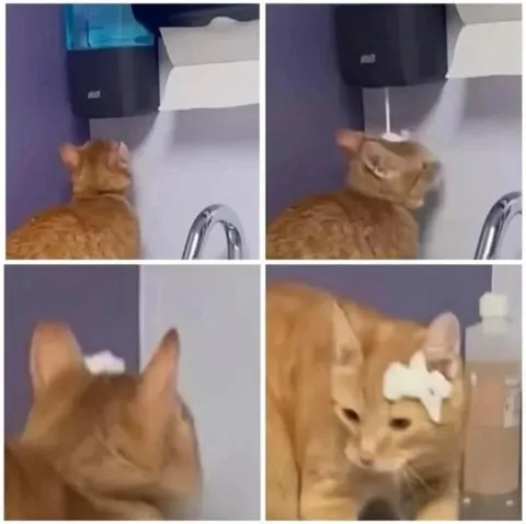 Кот и бумажный цветок