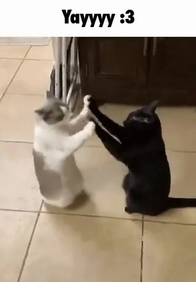 Cats Celebrate With High Fives