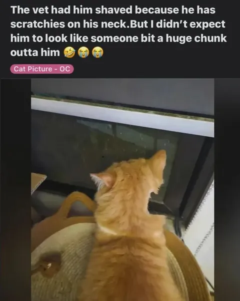 Cat Looks Bitten After Shaving