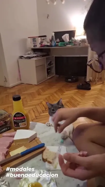 El gato pide modales