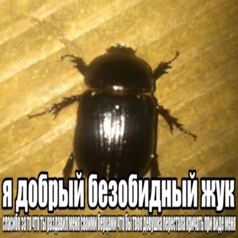 Добрый безобидный жук