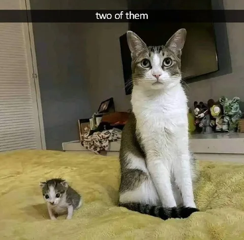 Two of Them Cats