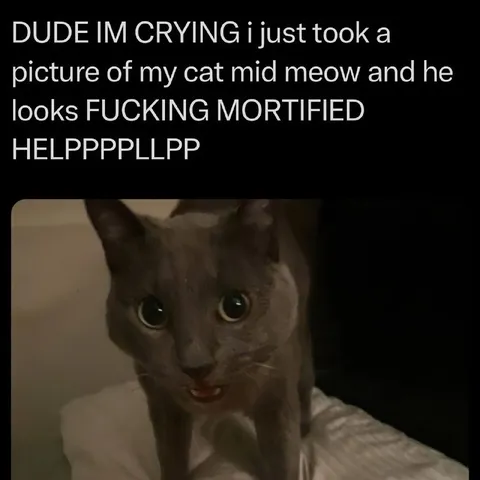 Mortified Cat Mid-Meow