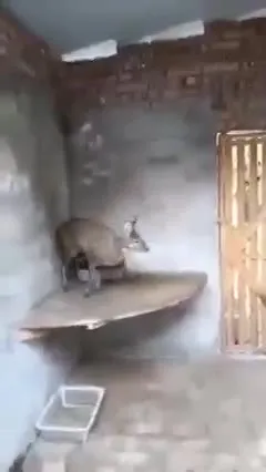 Коза прыгает к двери