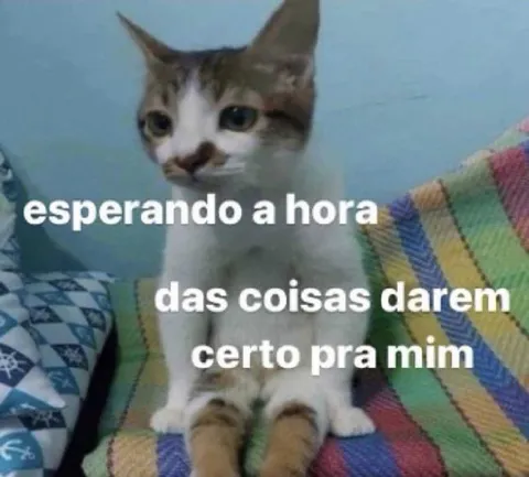 Gato esperando as coisas melhorarem