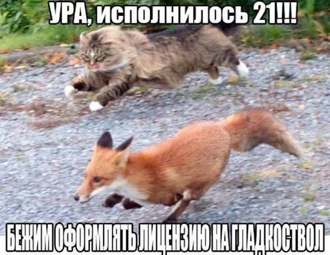 Белки оформляют лицензию на гладкоствол