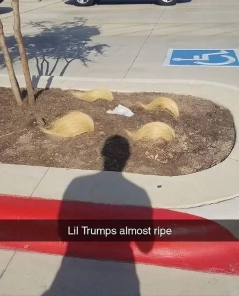 Lil Trumps Almost Ripe