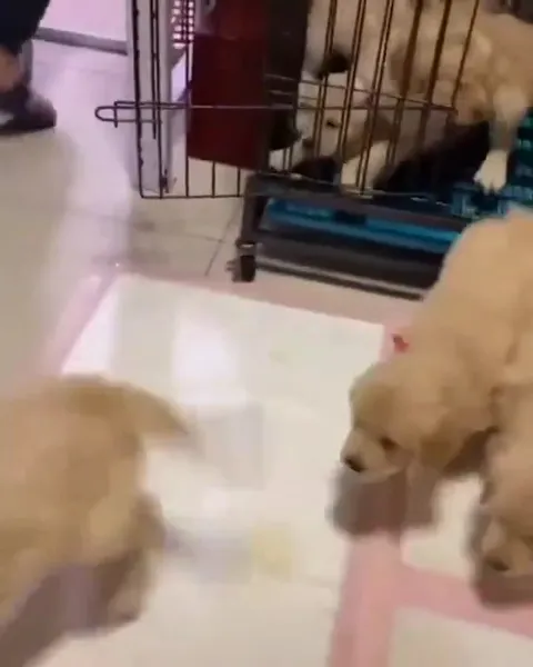 Puppies Chase the Cat