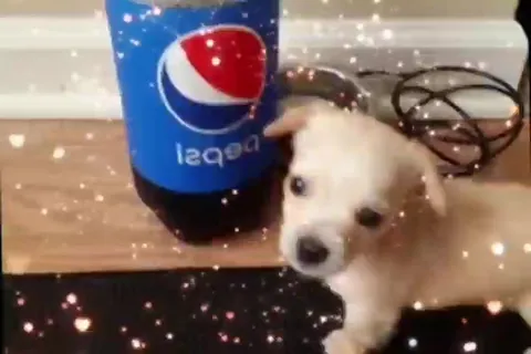 Puppies in Love With Soda