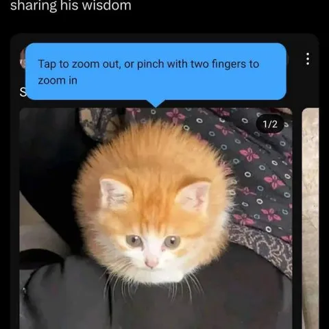 Kitten Sharing His Wisdom