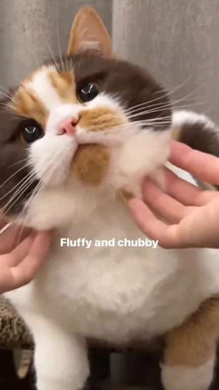 Fluffy Chubby Cat Getting Scratched