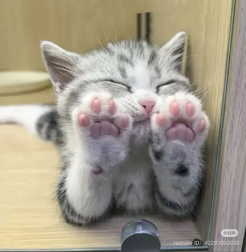 Котик показывает подушечки лап