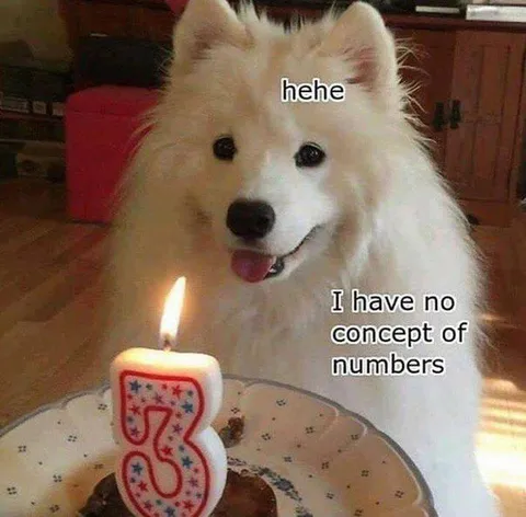 Dog Has No Concept of Numbers