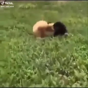 Коты танцуют под диско