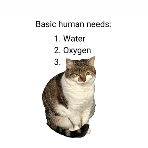 Basic Human Needs Cat