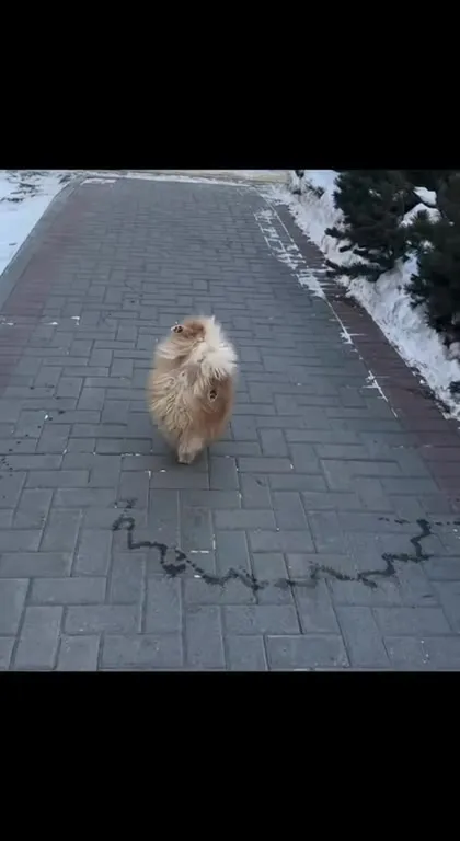 Пушистая прогулка под бит