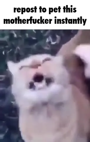 Repost to Pet This Kitten