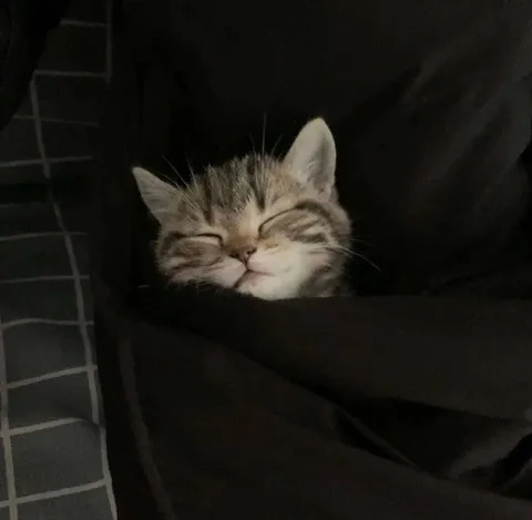 Котёнок, уютно укрывшийся одеялом