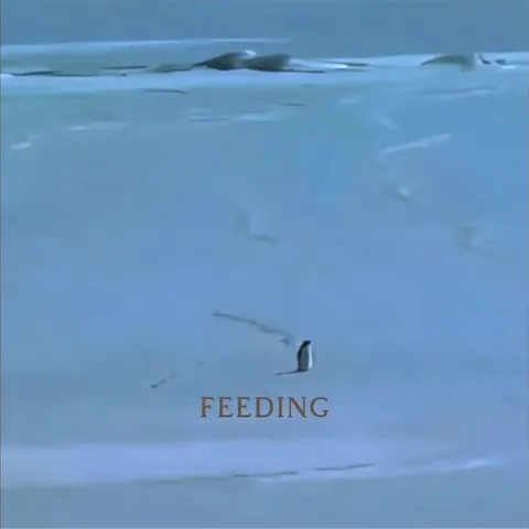 Penguin Feeding Shortly The