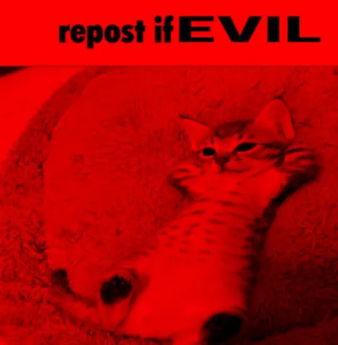 Repost If Evil Cat