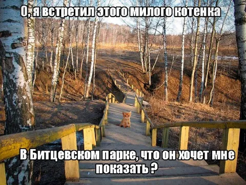 Котёнок в Битцевском парке
