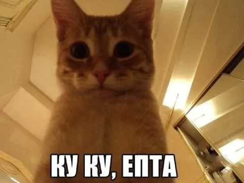 Ку-ку, елта — кот смотрит