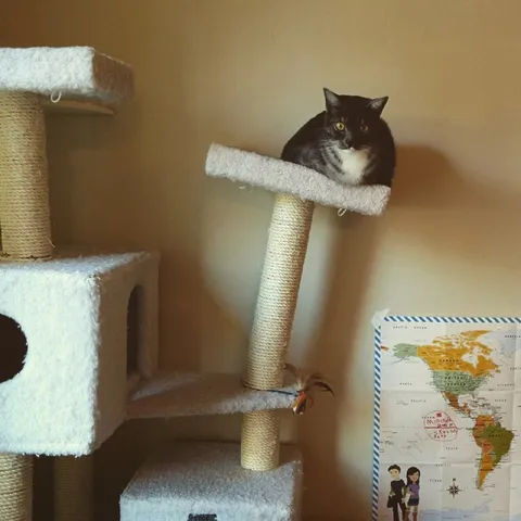 Cat Perched on the Cat Tree