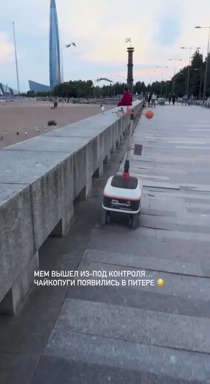 Чайкопуг вышел из-под контроля