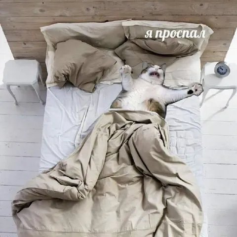 Кот проспал и опоздал