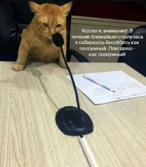 Кот объявляет о безумии