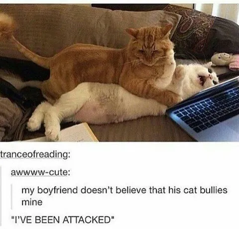 Cat Bullying Another Cat