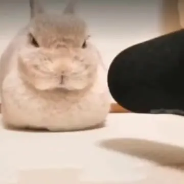 Кролик смотрит на Джо Рогана
