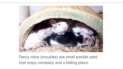 Fancy Mice Enjoy Company