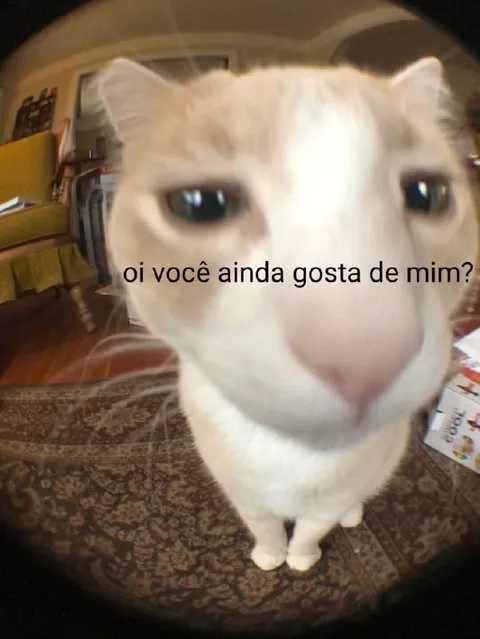 Gato perguntando se ainda gosta dele