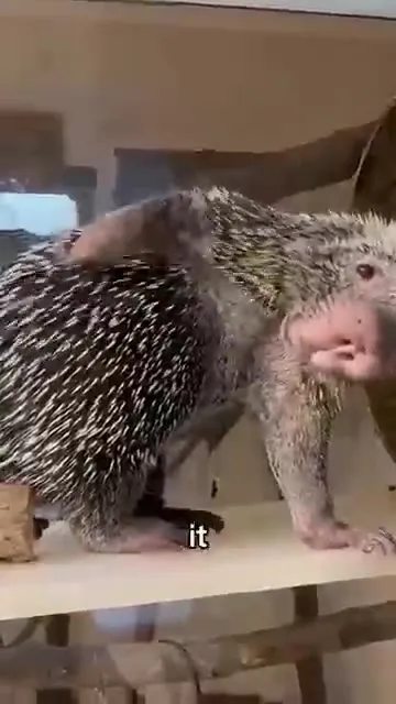 How Porcupines Scratch Themselves