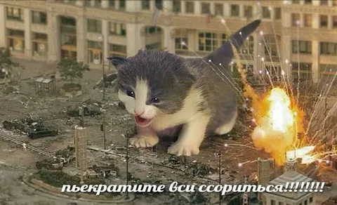 Котёнок прекращает ссору