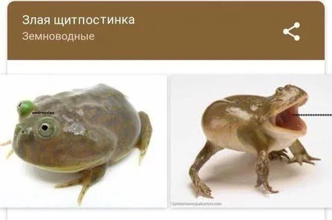 Злая щитпостинка и земноводные