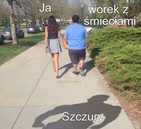 Szczury niosące śmieci