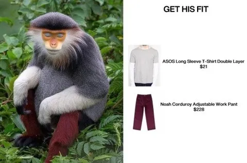 Monkey Gets His Fit