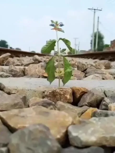Растение встречает поезд