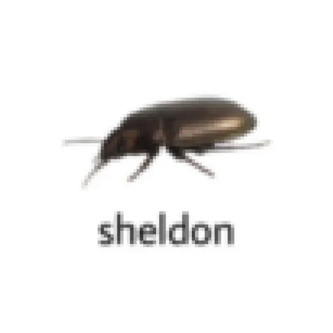 Sheldon the Cockroach