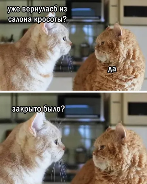 Кошка вернулась из салона красоты