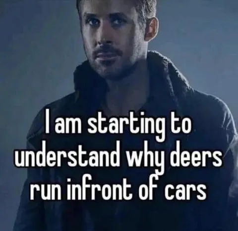 Deers Running in Front of Cars
