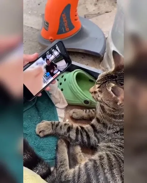 Кот слушает барабанщика